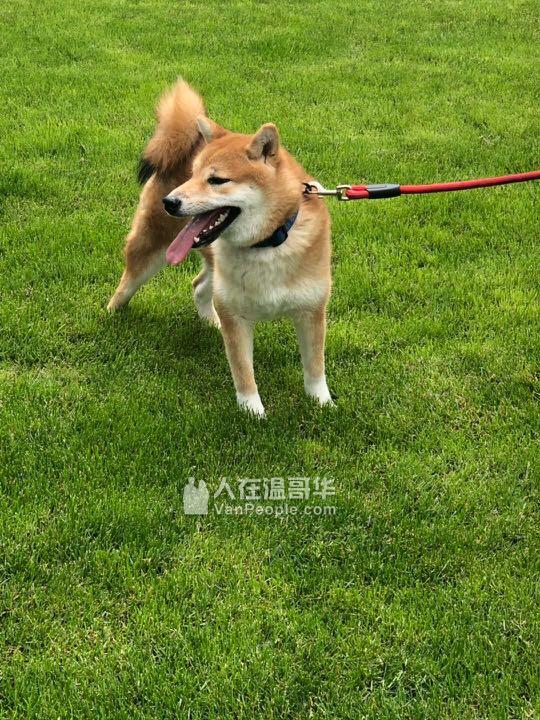 8个月超萌柴犬从日本回来的上过狗狗训练课 人在温哥华 Vanpeople Com