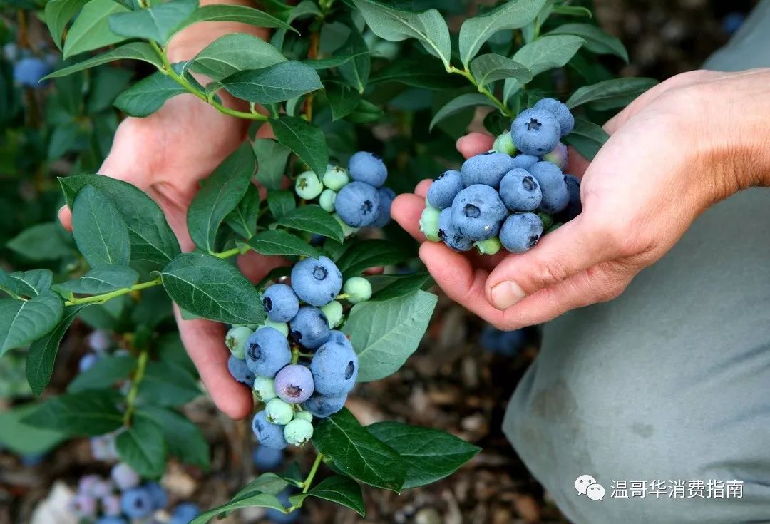 Модный фермер голубика. Blueberry Farm. Blueberry Orchard. Blueberry Ереван. Organic Factory Blueberry.