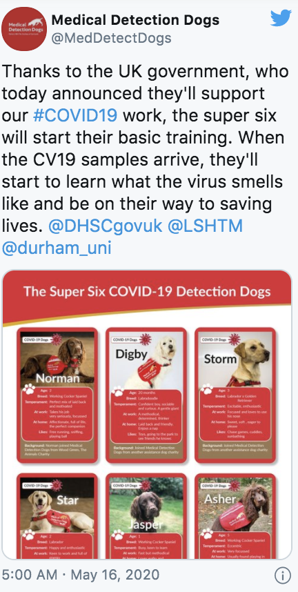 厉害了 研究显示狗狗能嗅出新冠病毒准确率94 以后出门带狗保平安 人在洛杉矶网lapeople Com