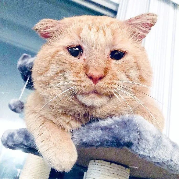 还记得那只世界上最悲伤的猫 现在的它超可爱 人在洛杉矶网lapeople Com