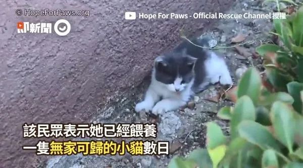 美国动物救援组救援猫咪织经历了重重关卡 顺利捕获猫咪一家四口 人在洛杉矶网lapeople Com