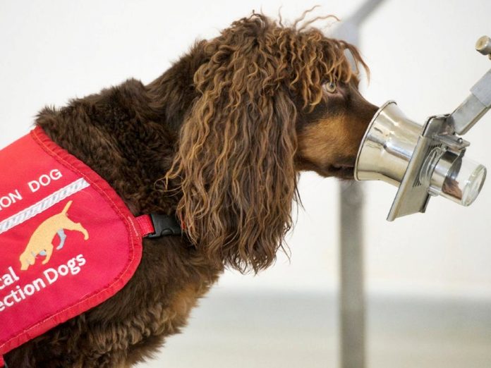 英科学家训练狗只侦测新冠患者盼靠气味寻无病征患者 人在洛杉矶网lapeople Com